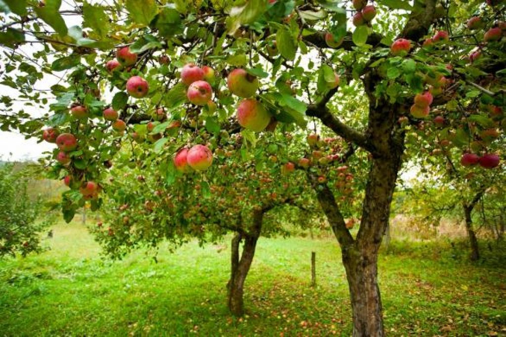 Pommier : arbre fuitier