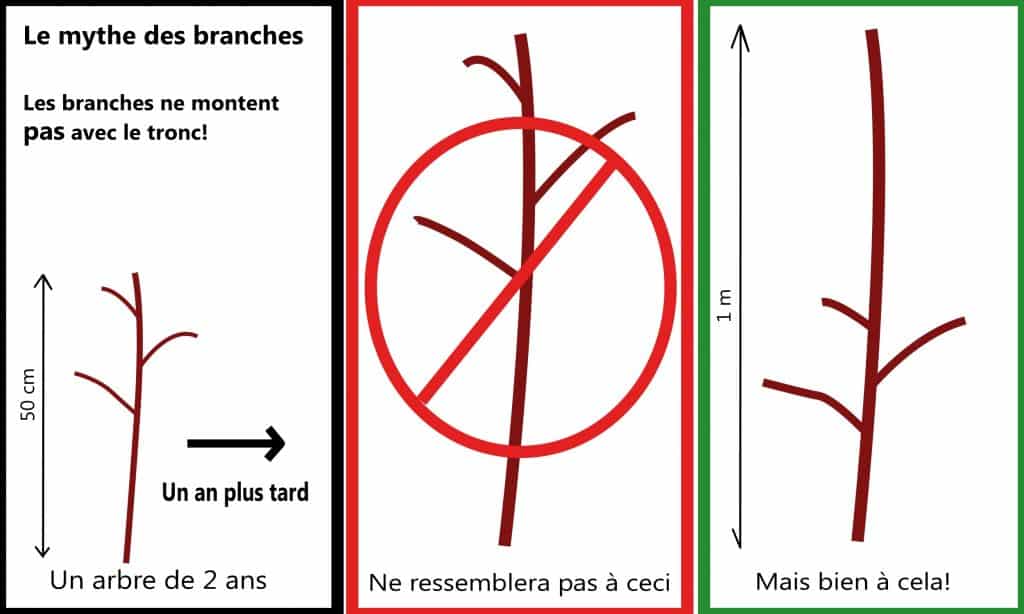 Comment tailler un fruitier ?