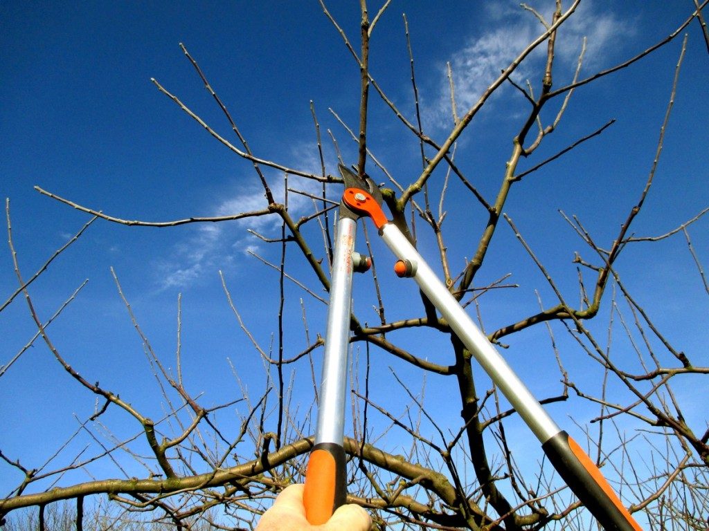 Outils pour tailler arbre fruitier