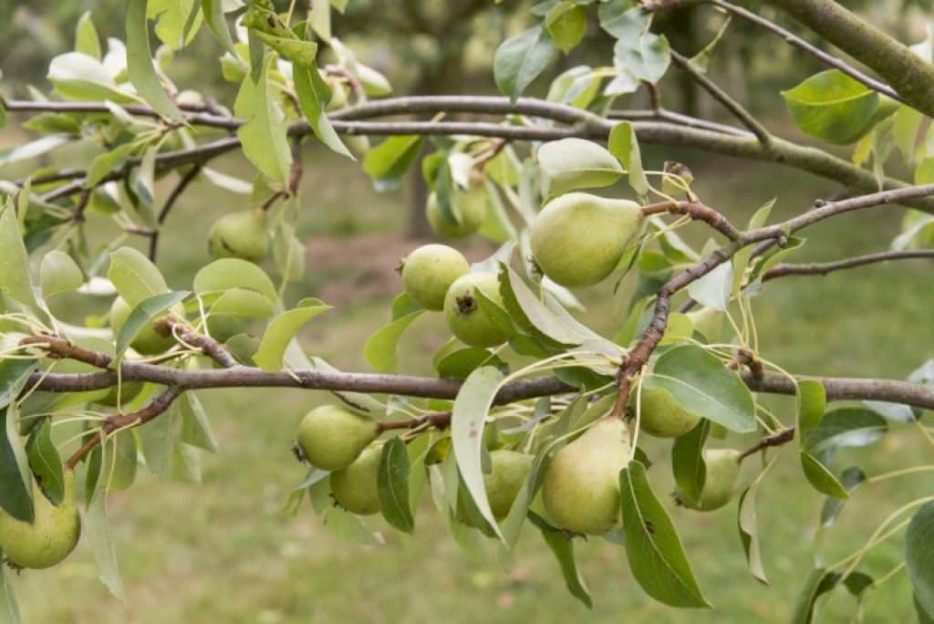 Le poirier : arbre fruitier