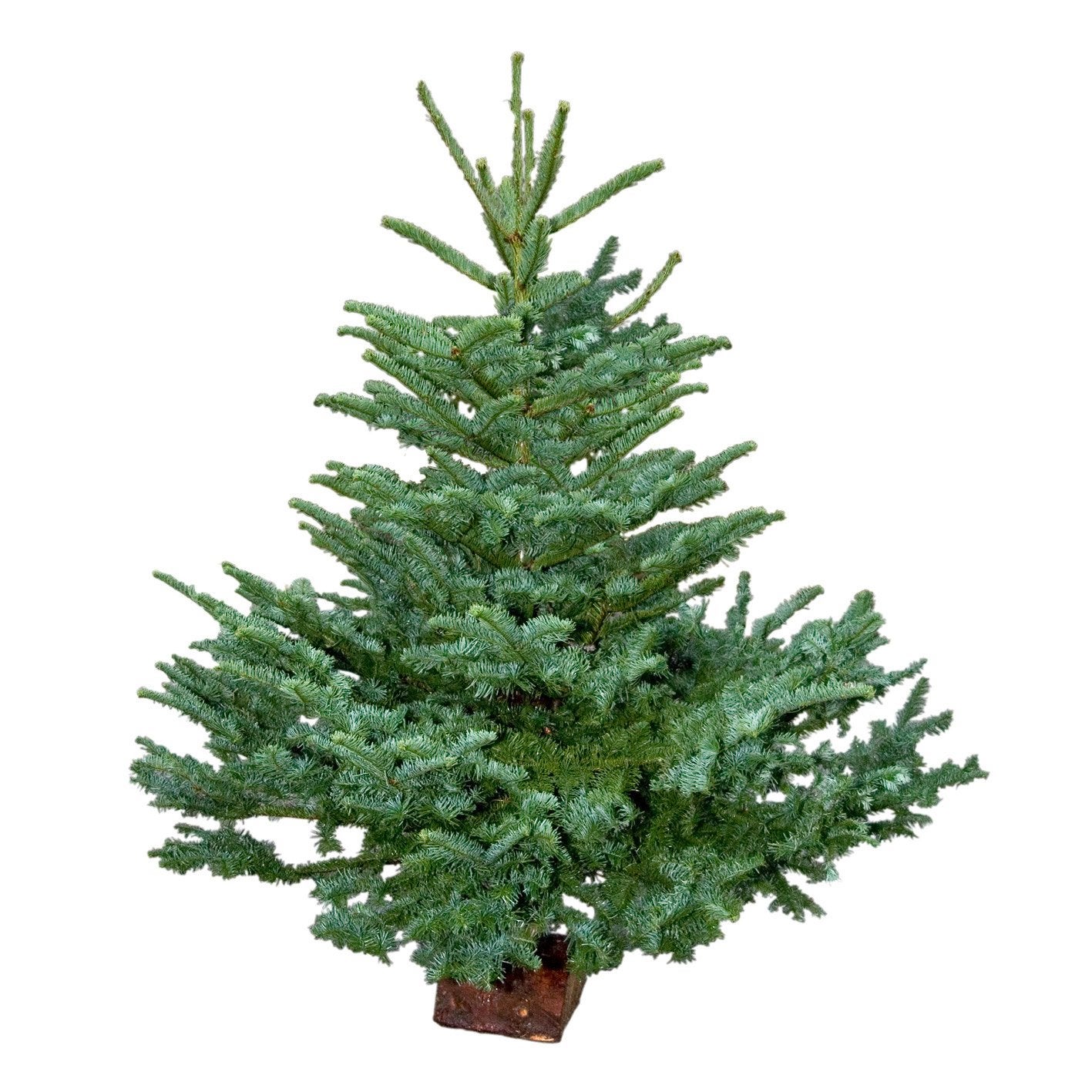 Mini Sapin De Noël Naturel Nobilis 60 Cm - Branches Fraîches Sur Tronc Bois, Parfum Forestier | Décoration Table, Rebord Fenêtre - 4