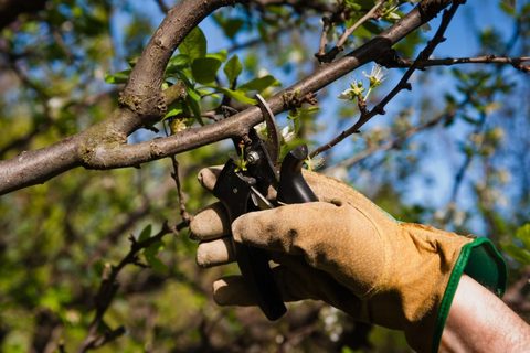 Taille arbre fruitier