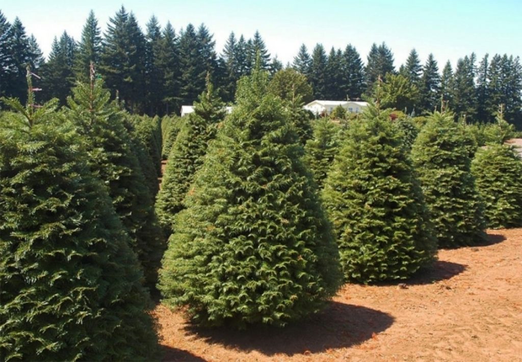 Variétés et essences de sapins de Noël