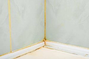 Comment éviter les moisissures dans votre salle de bain ?