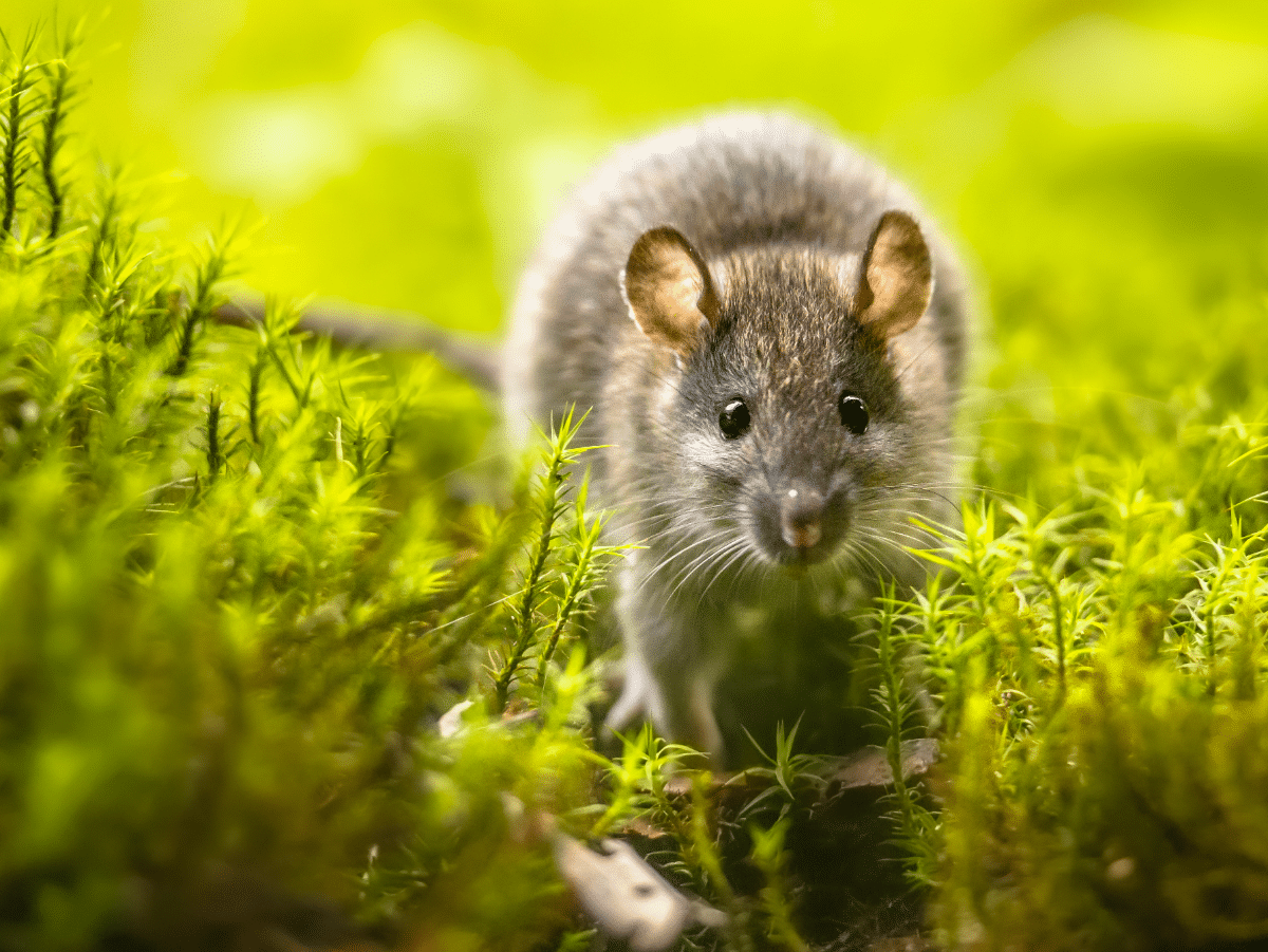 deratisation-lutter-contre-les-rats-et-souris
