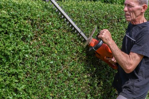 Tailler une haie de thuya trop large et trop dense sans l’abîmer