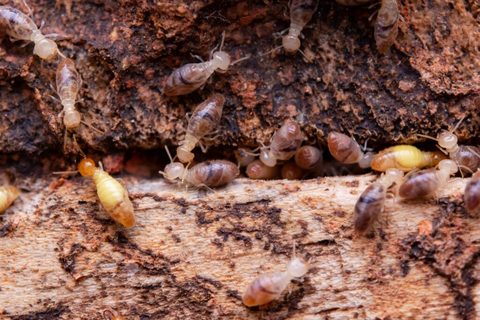 Xylophages dans le bois : les bons traitements pour s’en débarrasser