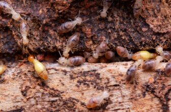 Xylophages dans le bois : les bons traitements pour s’en débarrasser
