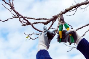 Élagage des arbres : ces choses à ne pas faire au jardin