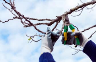 Élagage des arbres : ces choses à ne pas faire au jardin