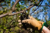 Tailler des arbres fruitiers