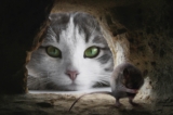 Dératisation : lutter contre les rats et souris.
